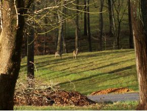 2315 Holly Creek Road Greeneville, TN 37745 - Photo 13 of 20 Photo 13