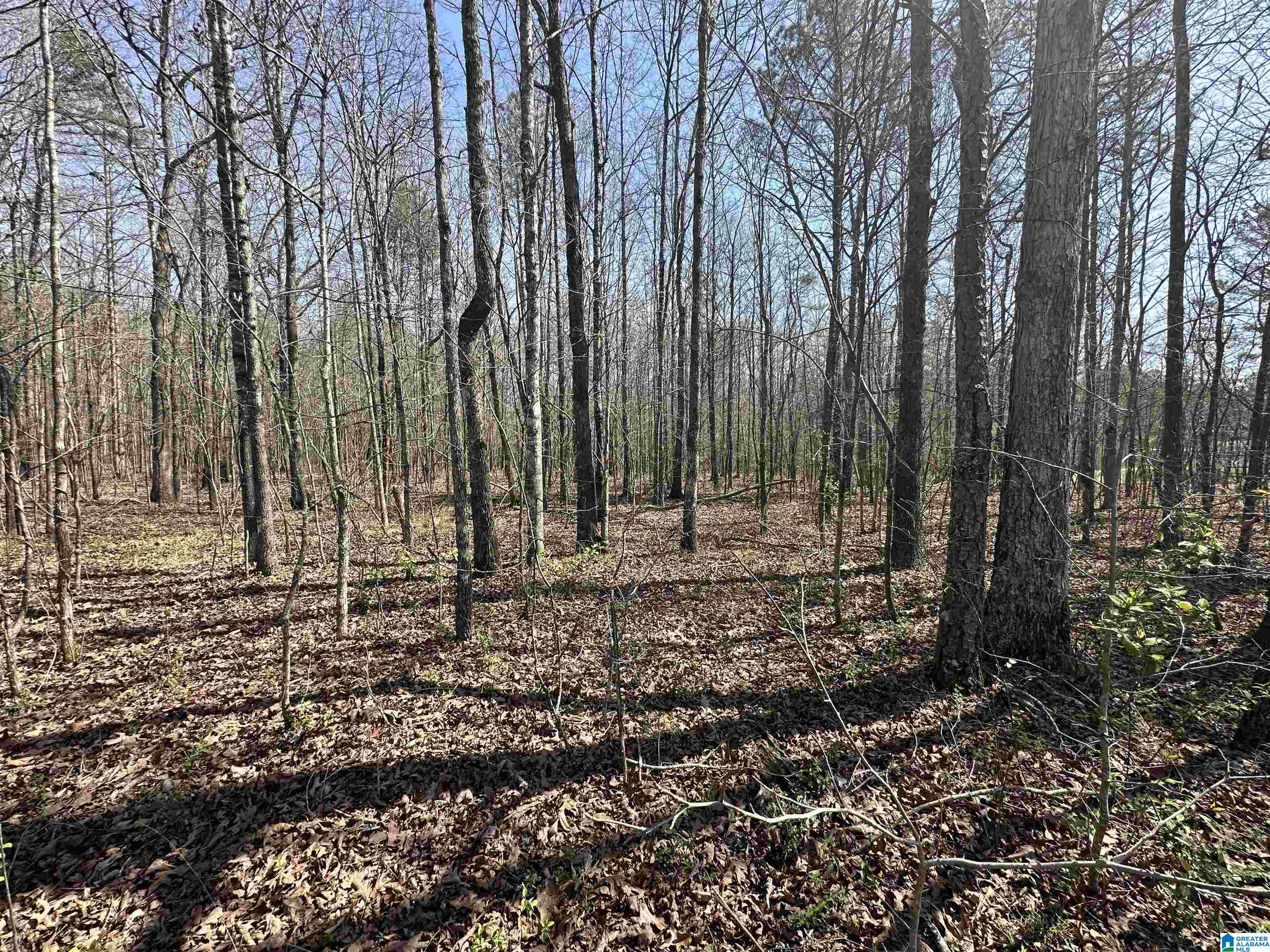 2560 Slasham Road Ashville, AL 35953 - Photo 66 of 77