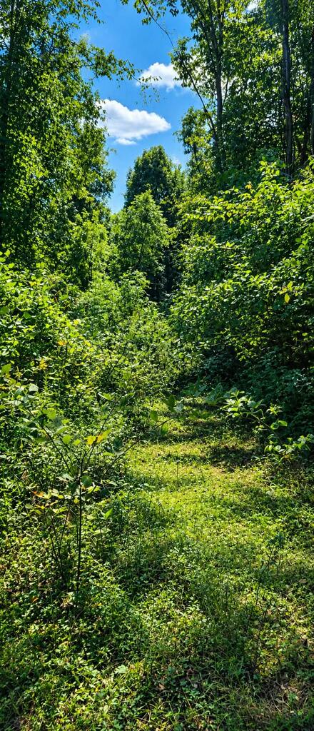 36-acres Baptist Valley Road, Unit 67 Cedar Bluff, VA 24609 - Photo 22 of 42 Gallery Image 22