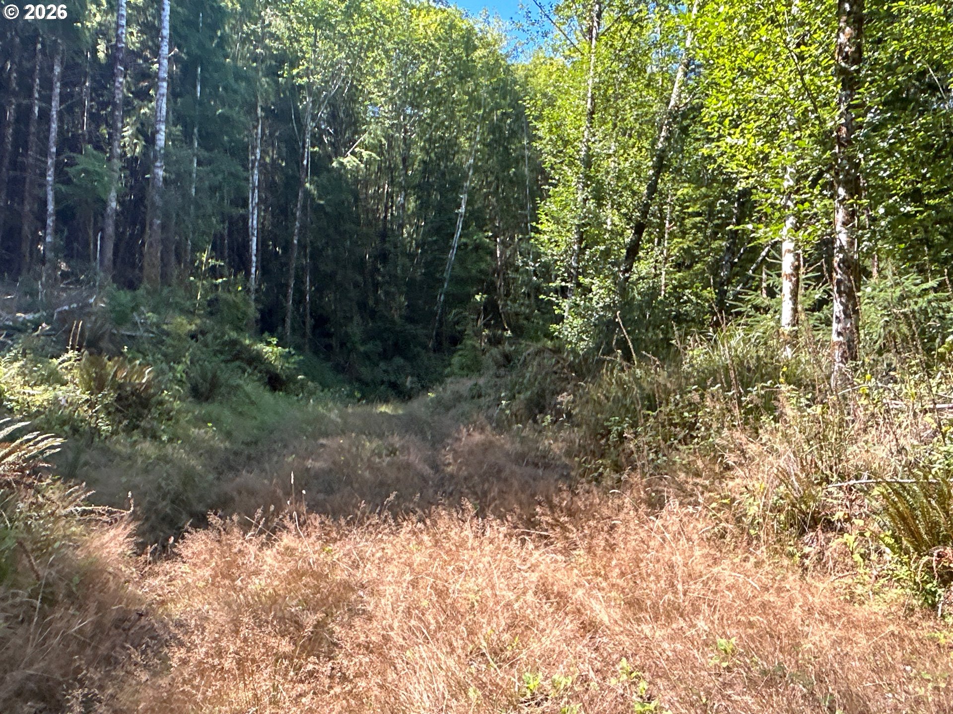 1 Eden Valley Road Rosburg, WA 98643 - Photo 5 of 11 a view of a yard with plants and trees