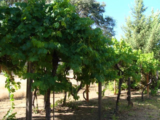32044 Delaware Road Coarsegold, CA 93614 - Photo 11 of 23 Gallery Image 11
