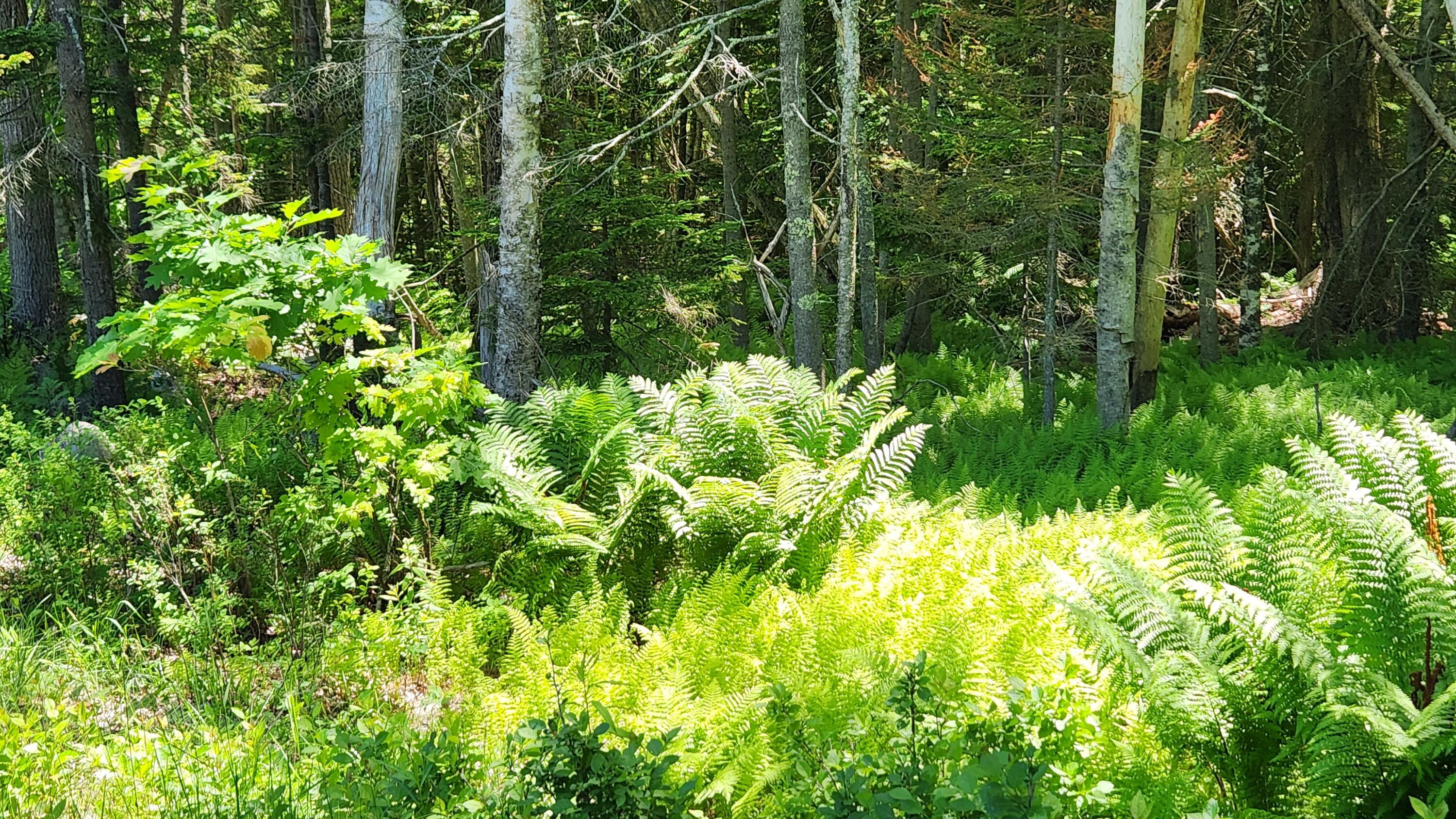0 Sebasco Road Phippsburg, ME 04562 - Photo 13 of 19