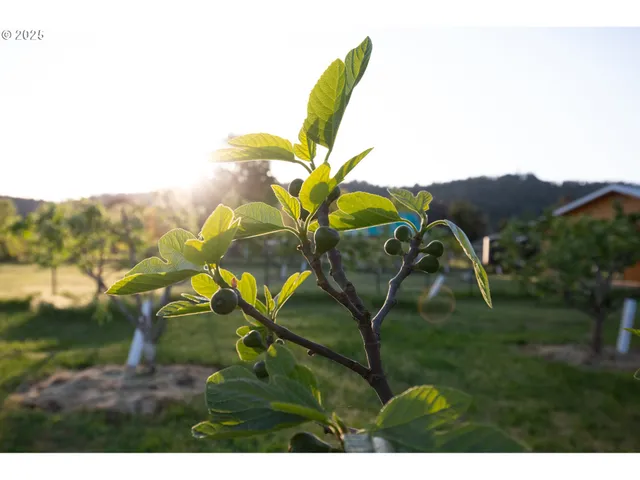 $625,000 | 205 Fair Oaks Road, Oakland, OR 97462