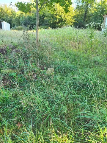 a view of a forest with a lake