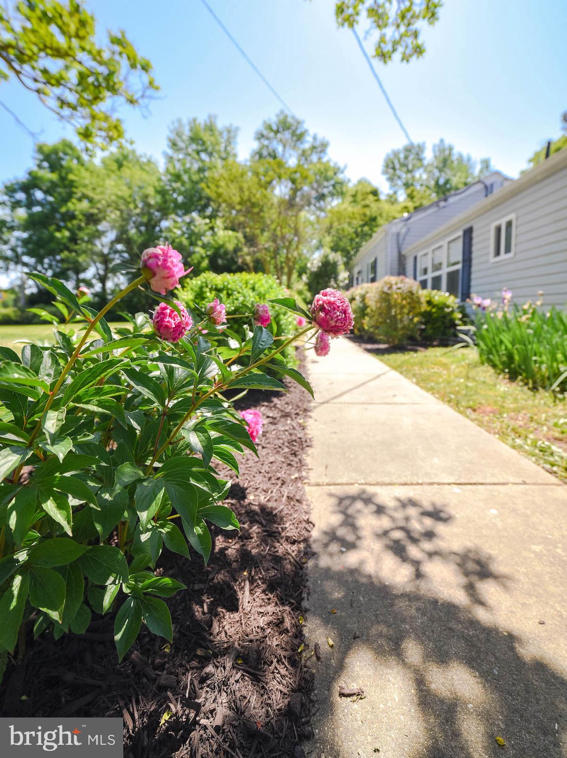 18315 Point Lookout Road Park Hall, MD 20667 - Photo 41 of 61 Peonies greet you at the front
