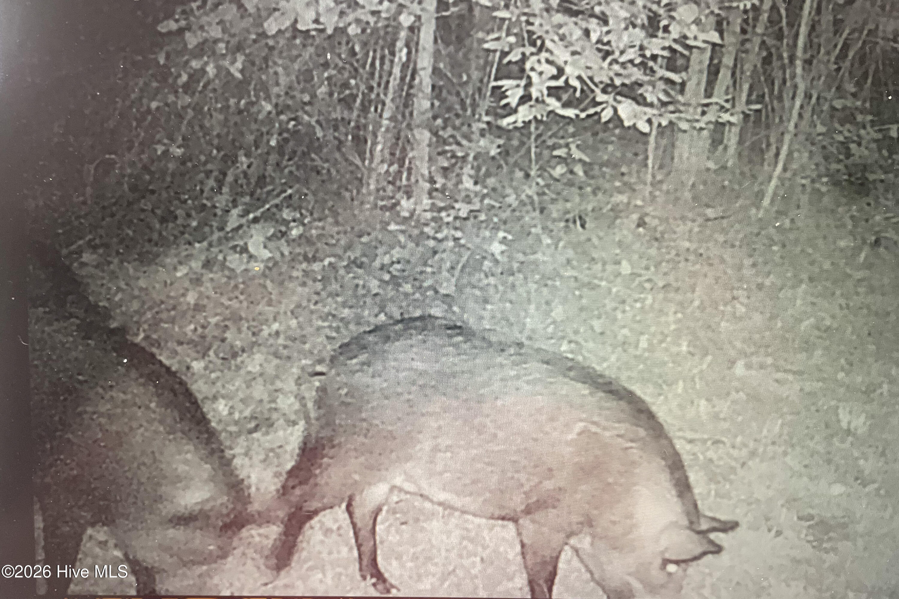 846 Briggs Road North Augusta, SC 29860 - Photo 53 of 58 Wildlife!