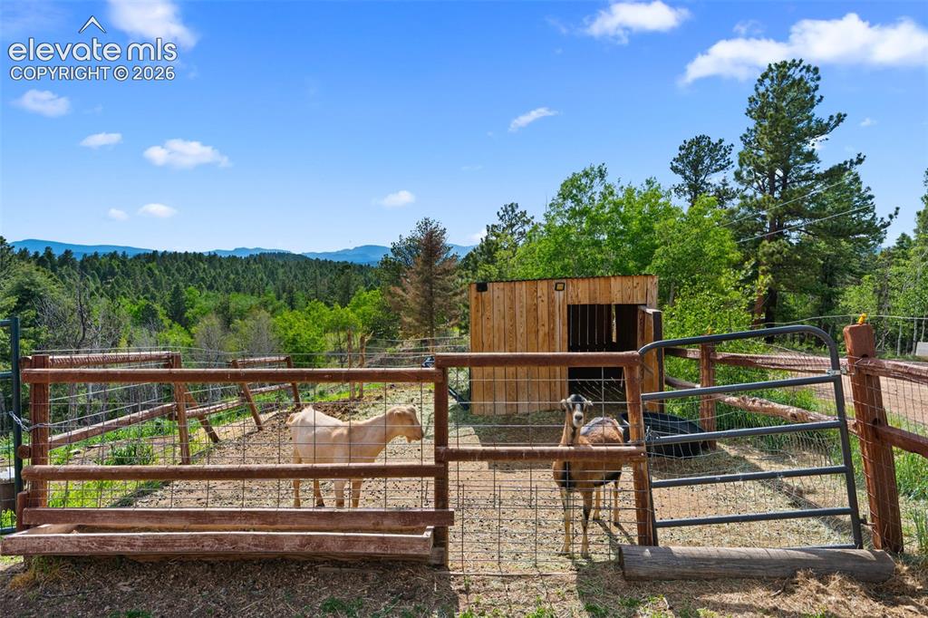 4269 Cedar Mountain Road Divide, CO 80814 - Photo 24 of 39 Goat pen
