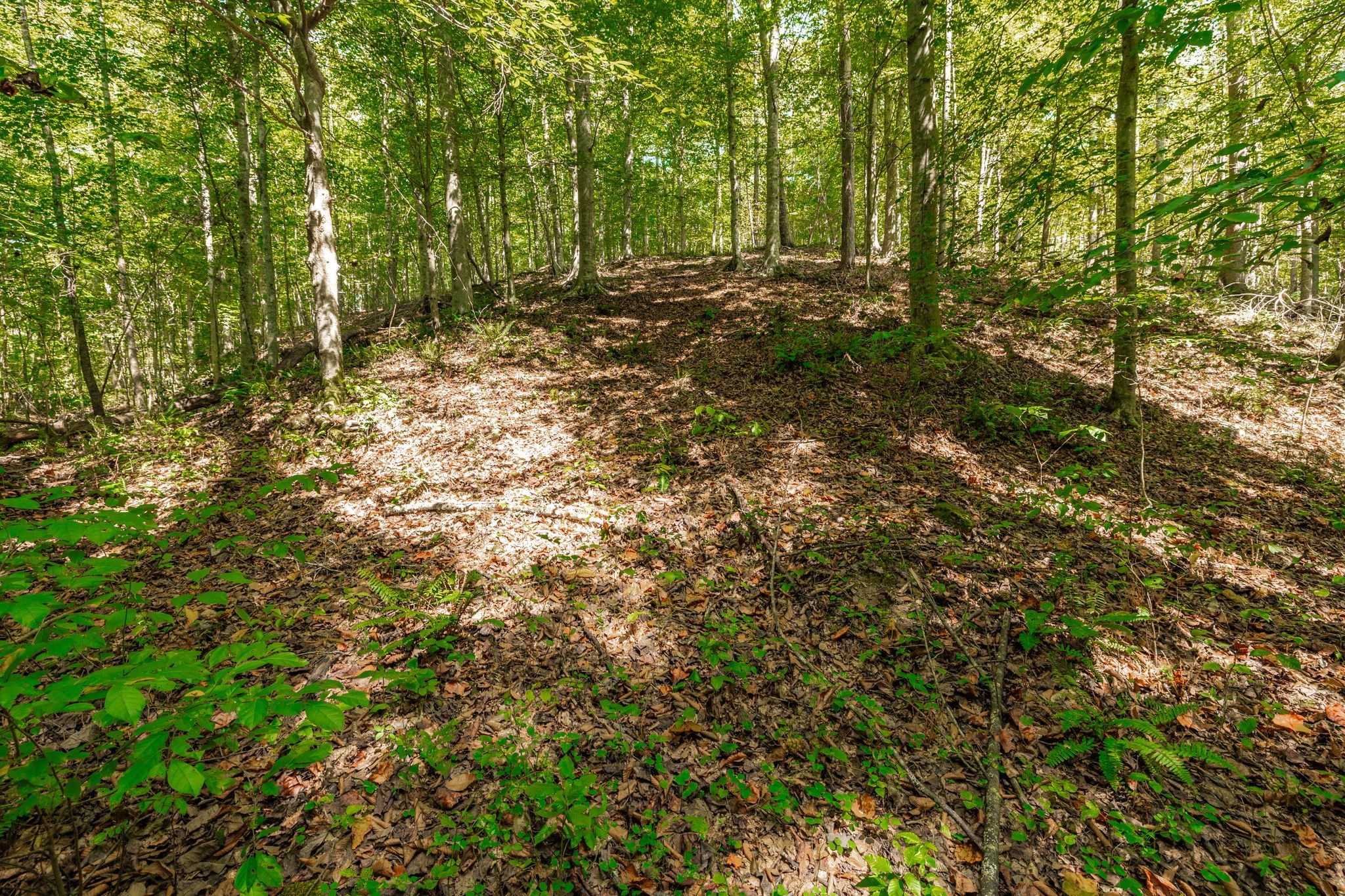 0 Spring Hollow Road Lafayette, TN 37083 - Photo 17 of 42 Gallery Image 17