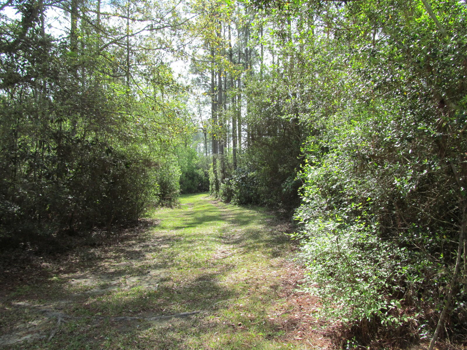 20-ac Fox Hill Road DeFuniak Springs, FL 32433 - Photo 9 of 12 Trails through out