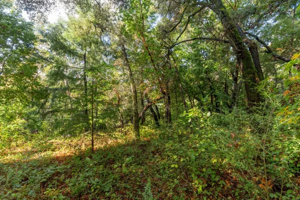 a view of a lush green forest