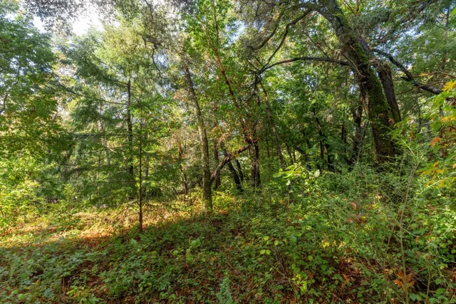 a view of a lush green forest