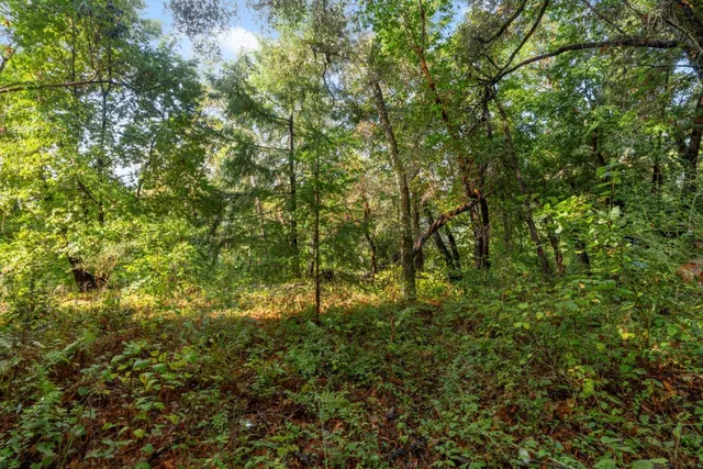 a view of a lush green forest