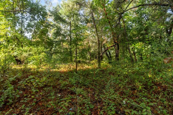 a view of a lush green forest