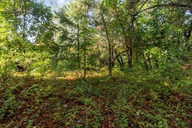a view of a lush green forest