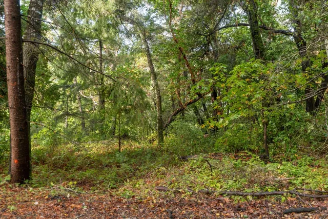 a view of a yard with plants and a tree