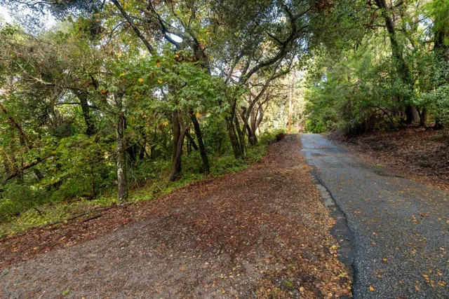 a view of a road with plants and trees