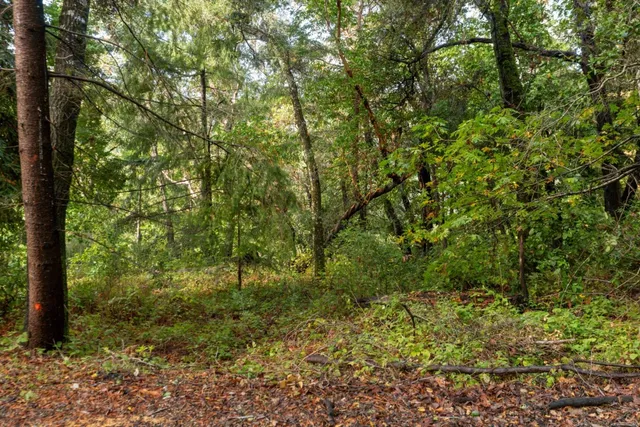 a view of a lush green forest