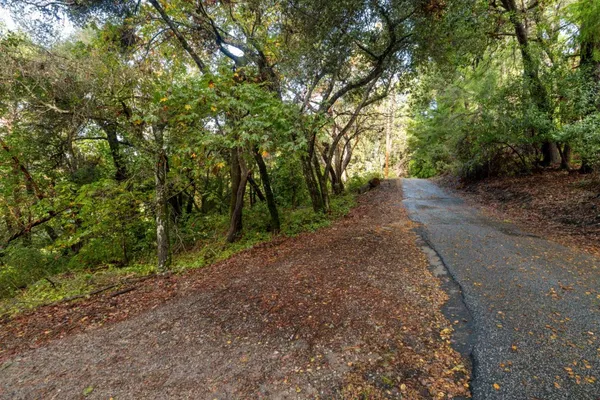 a view of a road with plants and trees