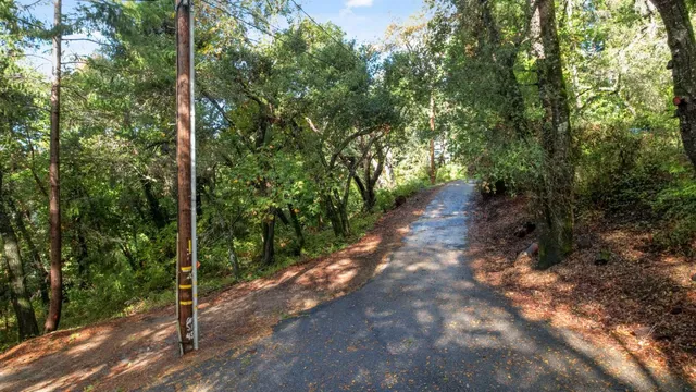 a view of a forest with trees