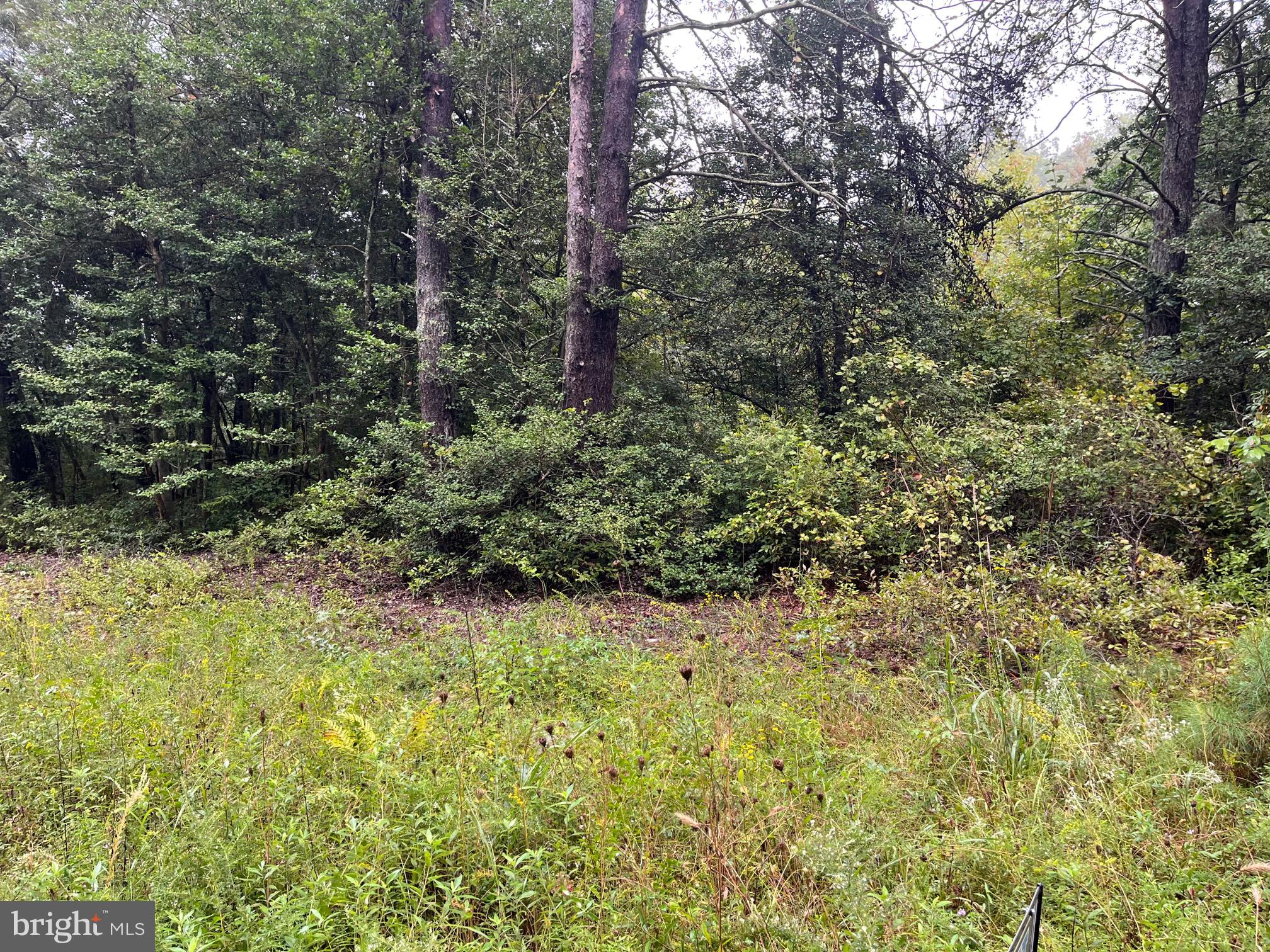 Lot 20 Chrystal Road Colonial Beach, VA 22443 - Photo 4 of 4 a view of a yard with large trees