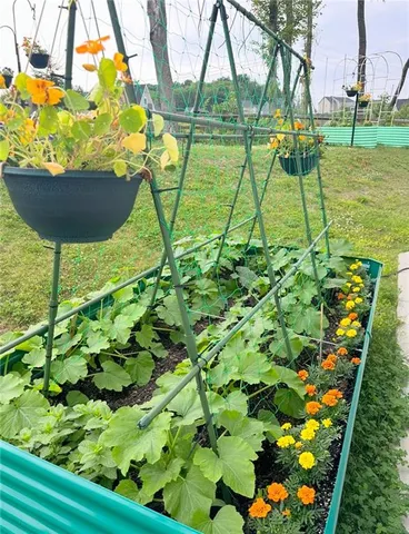 a view of a yard with plants