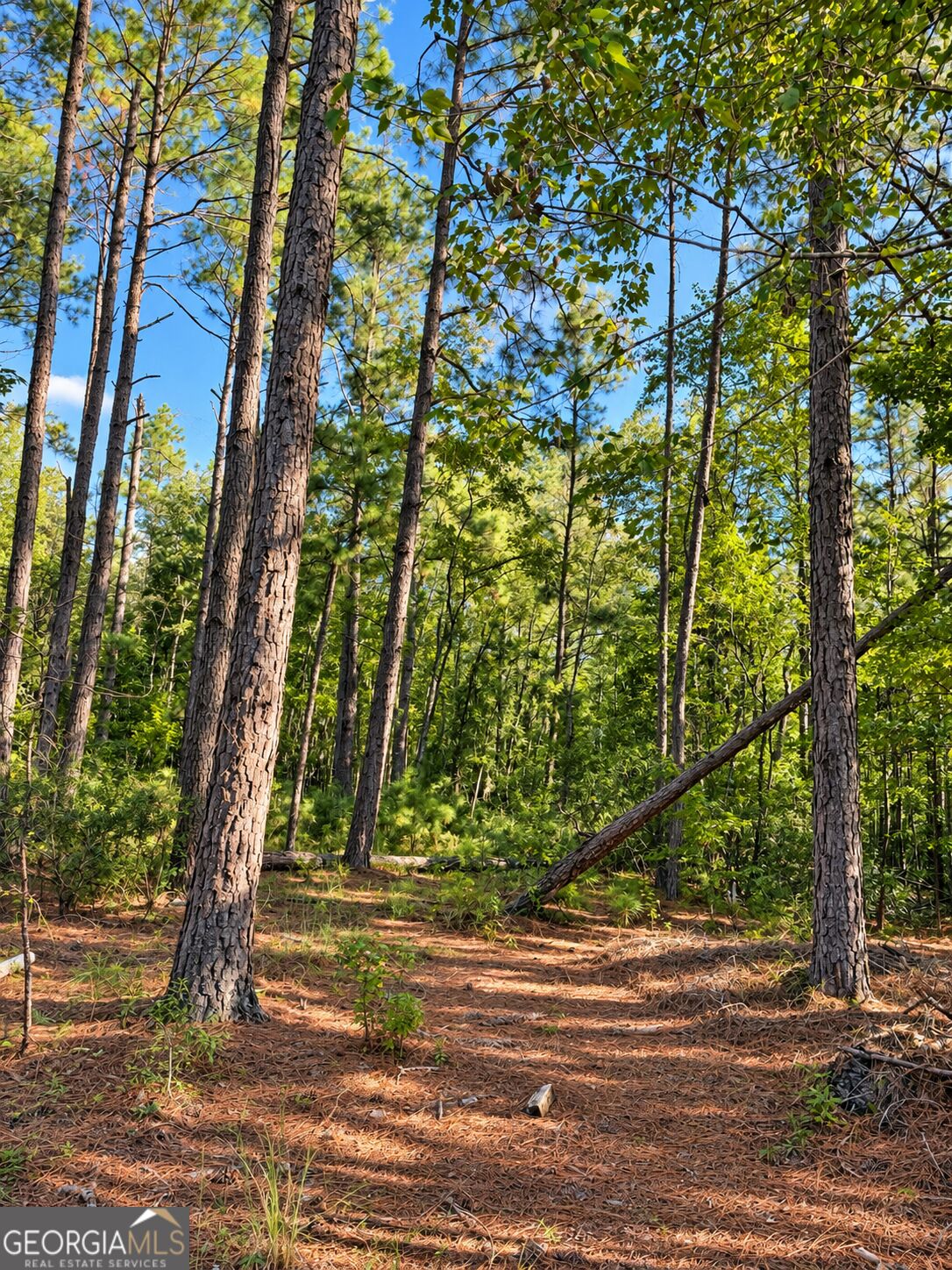 0 Martin Road Kite, GA 31049 - Photo 22 of 25 Gallery Image 22