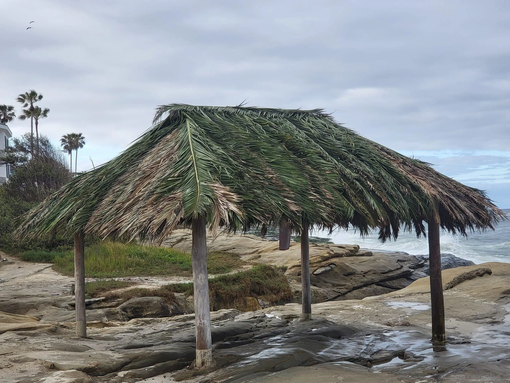 607 Arenas Street La Jolla, CA 92037 - Photo 35 of 37 a view of a palm trees