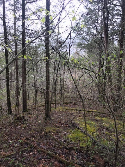 468 Co Road Englewood, TN 37329 - Photo 29 of 33