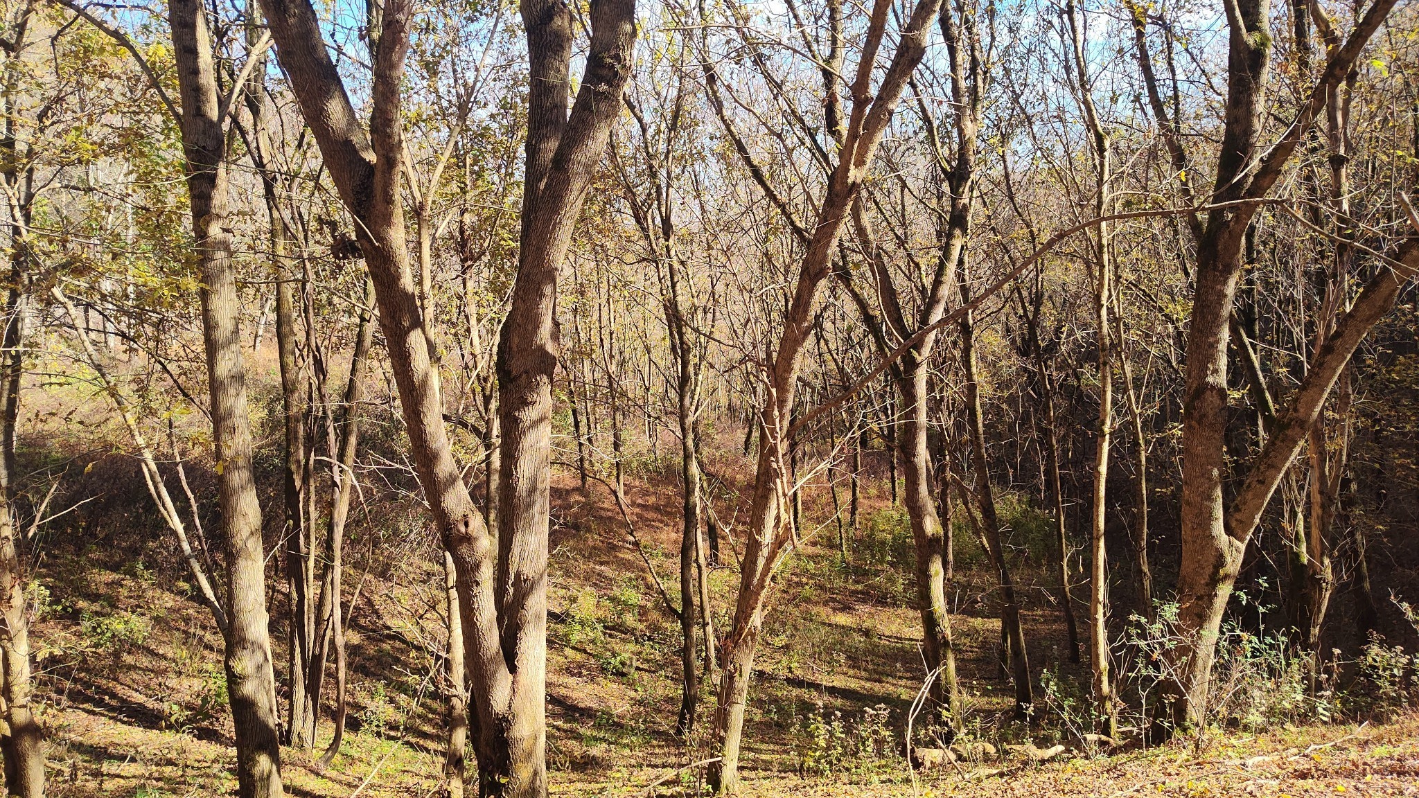 86 Blackberry Ridge Way Smithville, TN 37166 - Photo 6 of 12