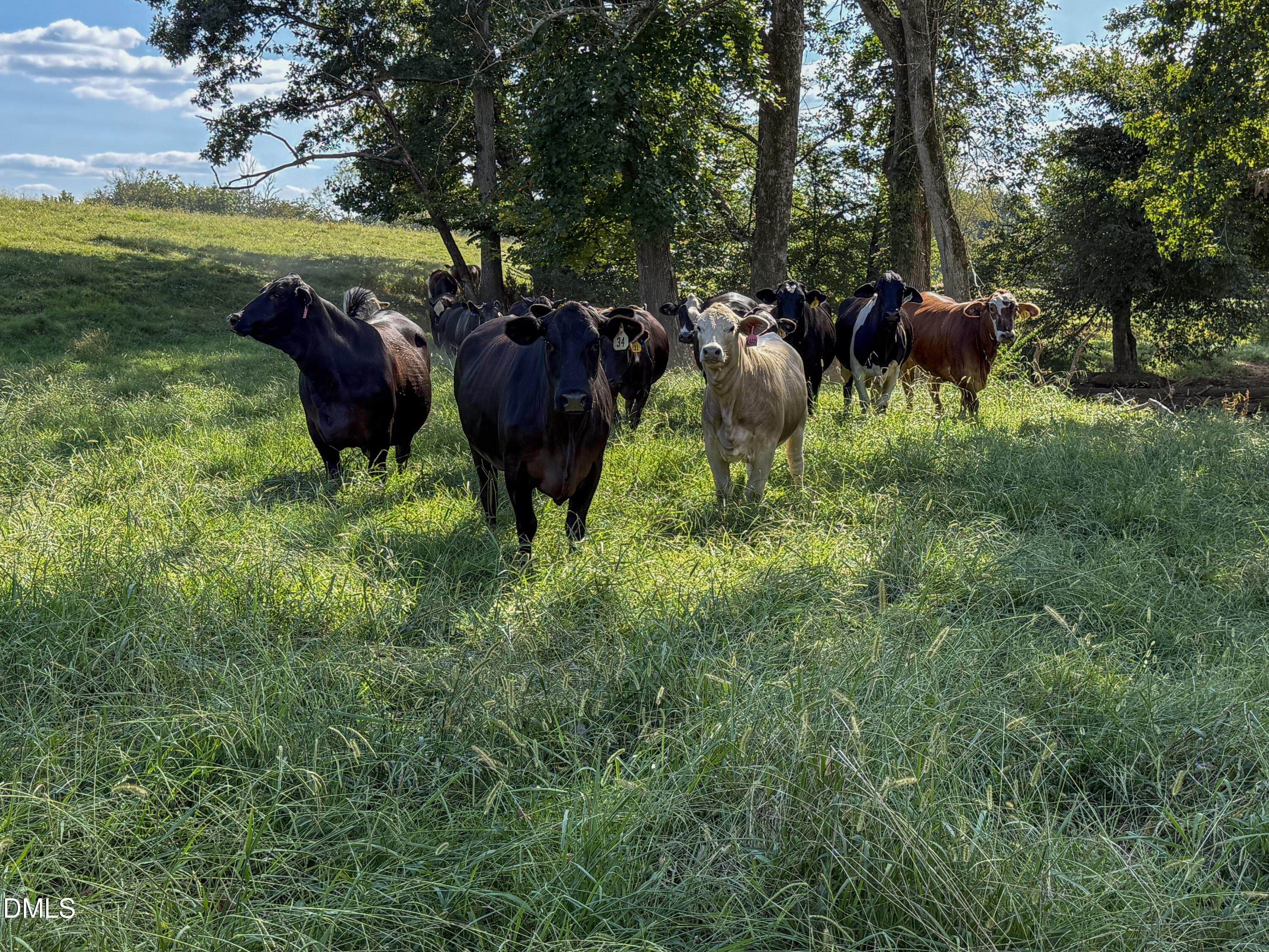 2475 Coleridge Road Siler City, NC 27344 - Photo 12 of 52 Smith Farm Chatham (11)