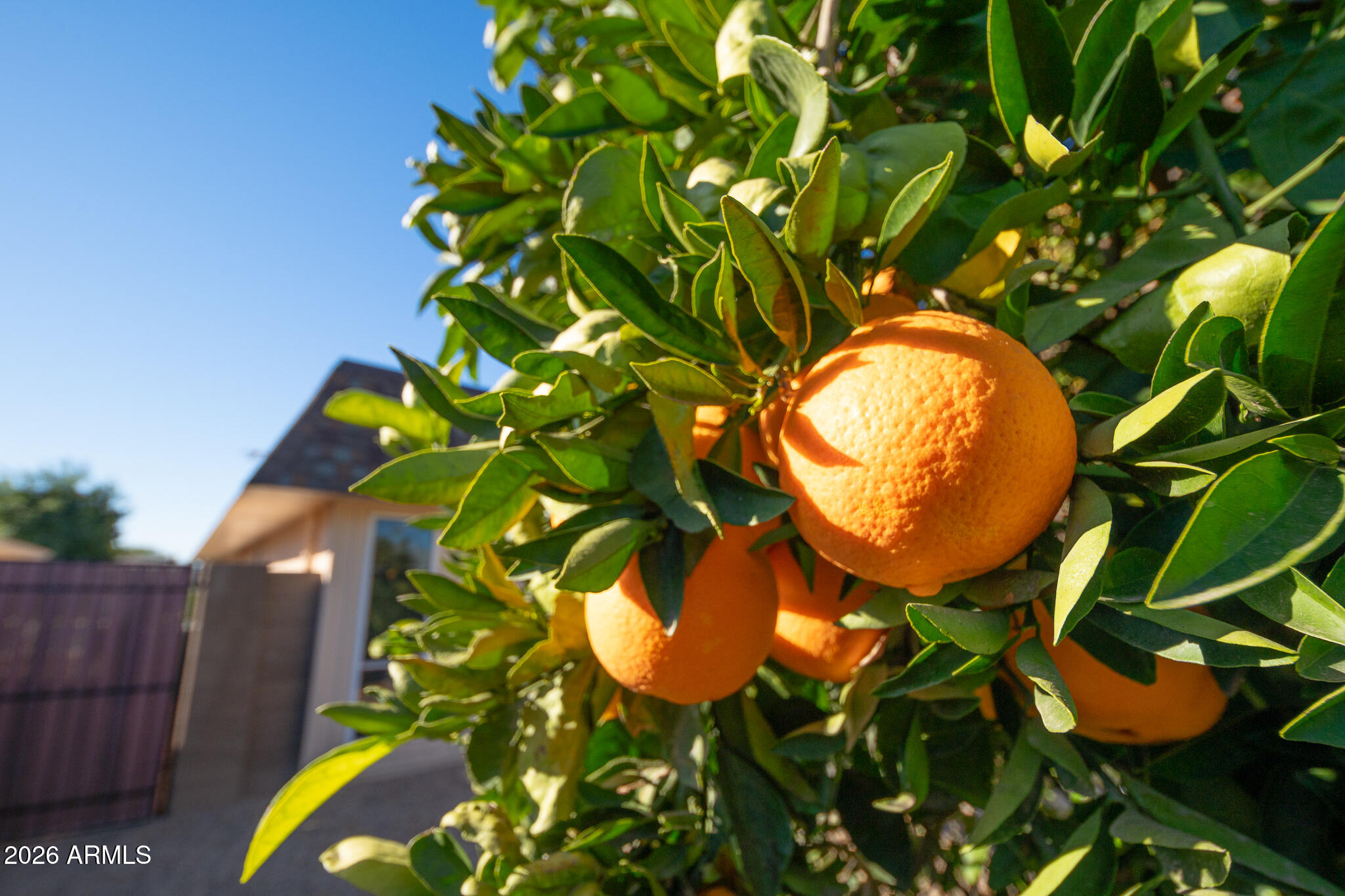 10004 West Pleasant Valley Road Sun City, AZ 85351 - Photo 45 of 57 41_Back_03