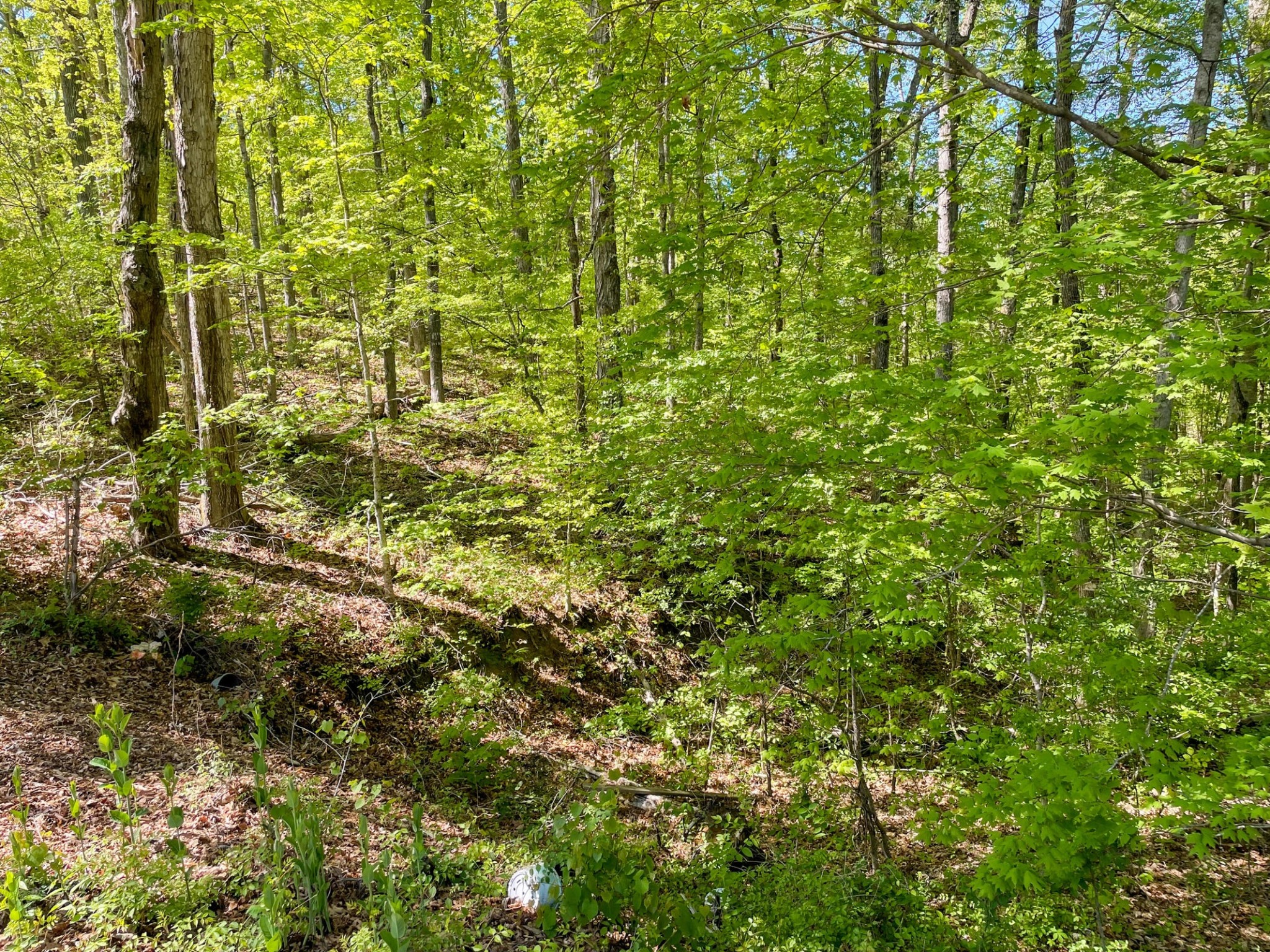 13 Pleasure Road Sevierville, TN 37876 - Photo 17 of 20 a view of a yard