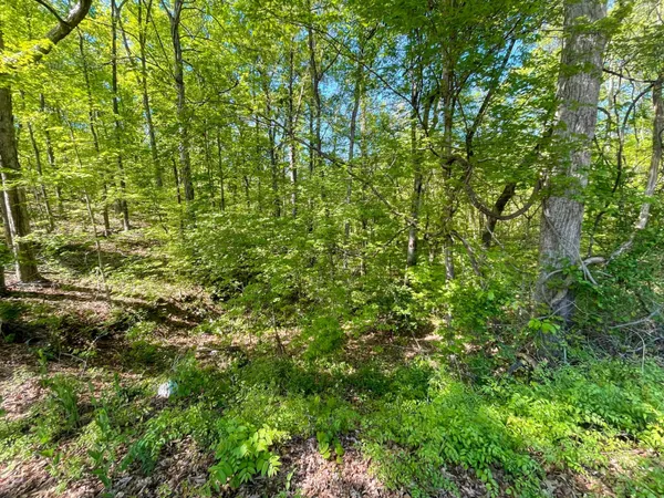 a view of a forest with a street