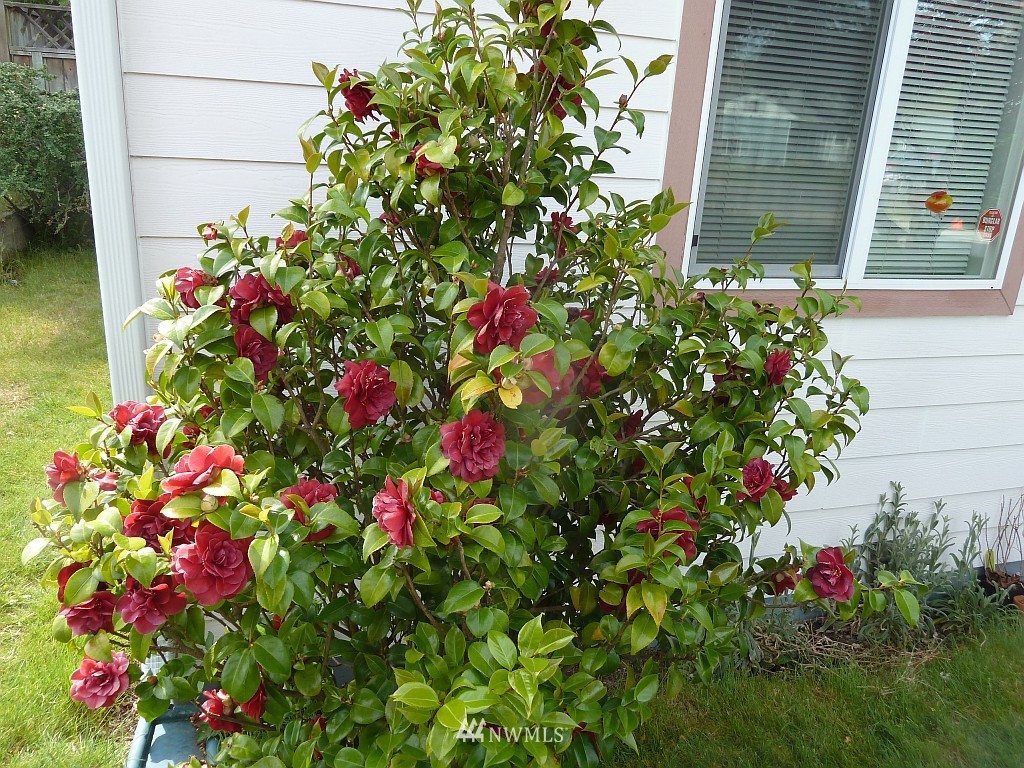 8316 John Dower Road Southwest Lakewood, WA 98499 - Photo 15 of 15