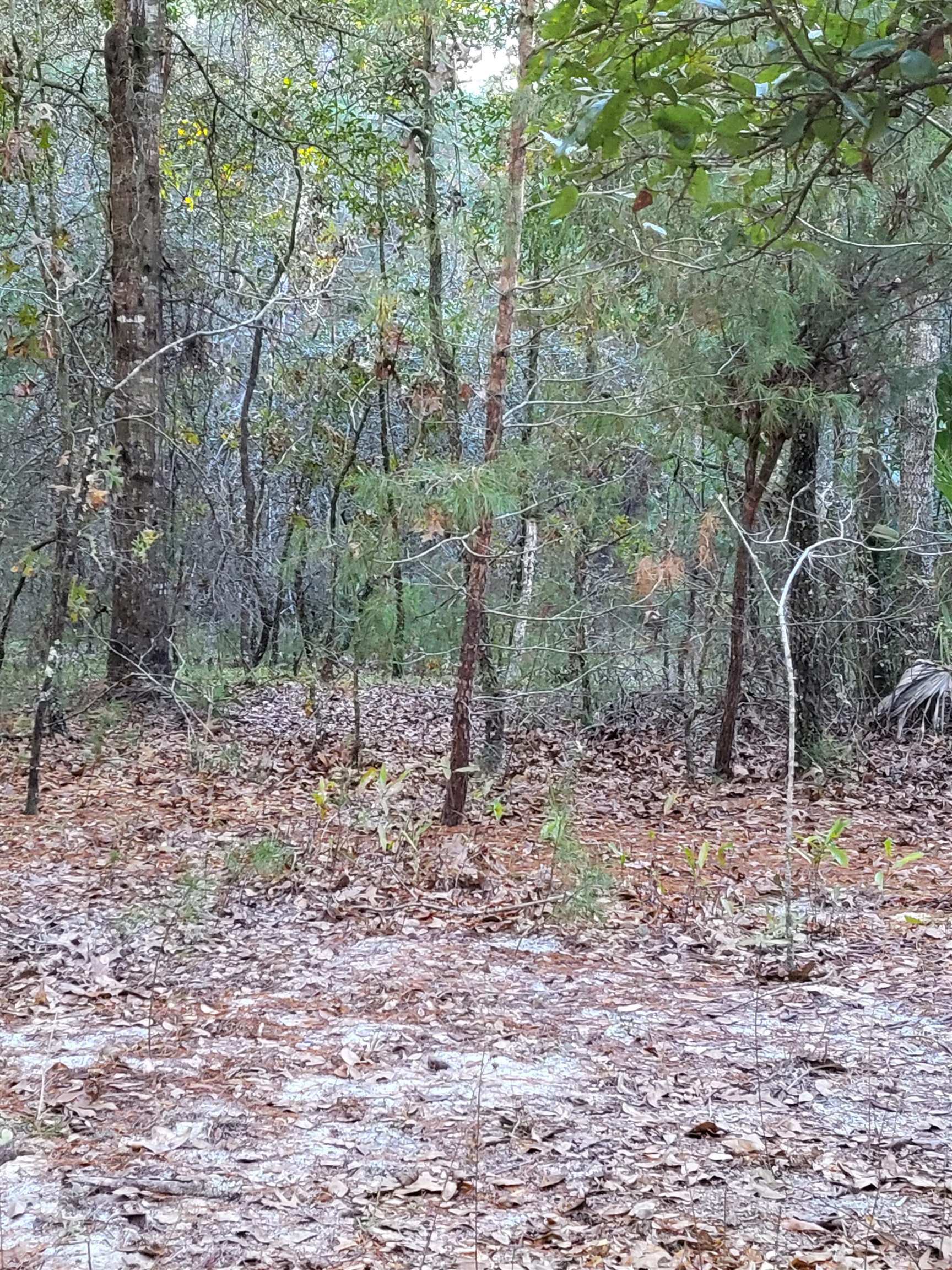 a view of a forest filled with trees