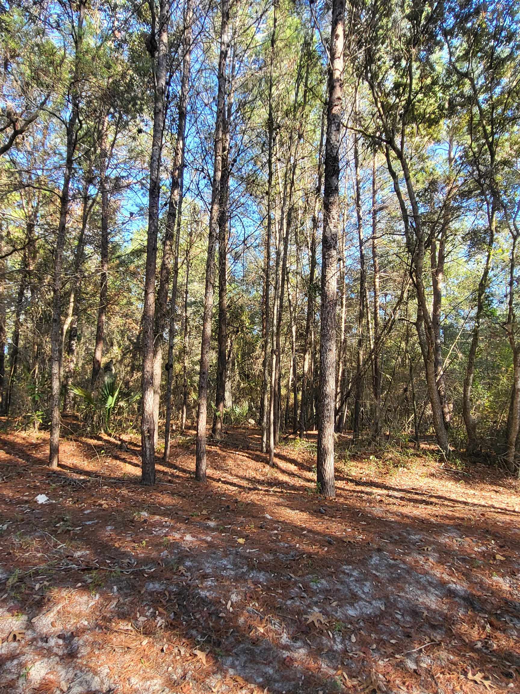 0 Beulah Church Road Crescent City, FL 32112 - Photo 2 of 7 a view of outdoor space with trees