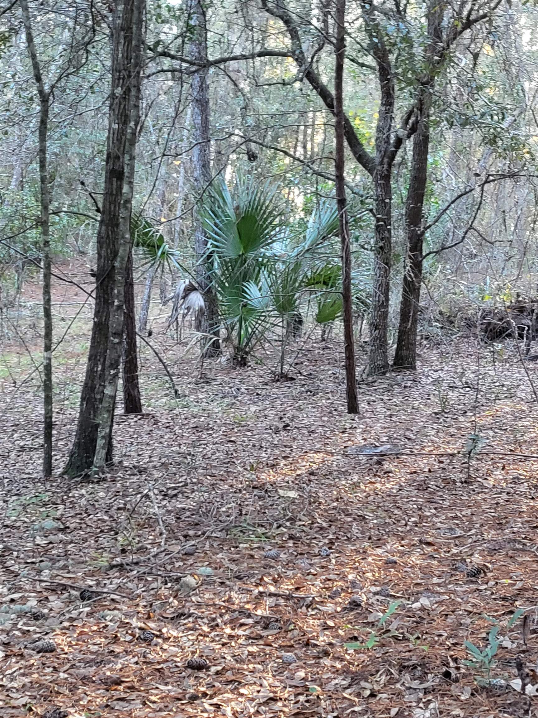 0 Beulah Church Road Crescent City, FL 32112 - Photo 5 of 7 a backyard of a house with lots of green space
