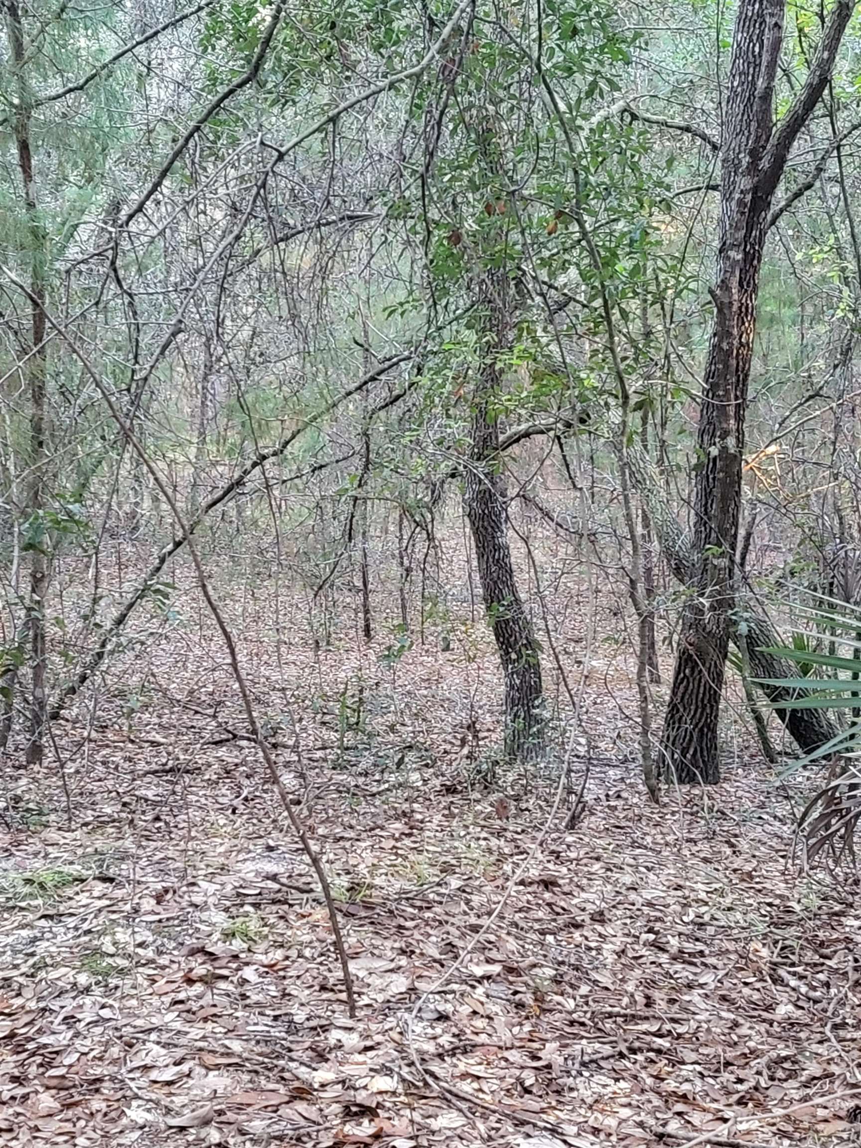 0 Beulah Church Road Crescent City, FL 32112 - Photo 6 of 7 a view of covered with trees