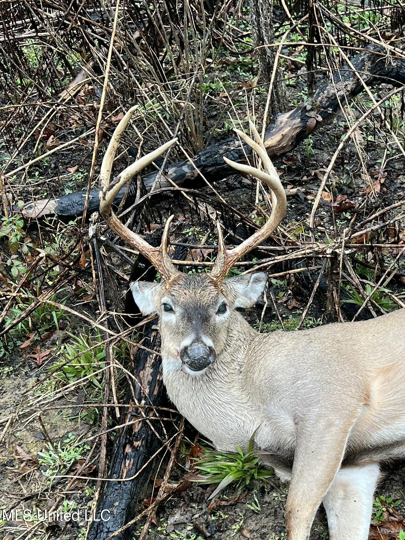 4101 Off County Road Sallis, MS 39160 - Photo 34 of 47 66396168195__88C80C1F-0B0C-42A7-A033-BE0