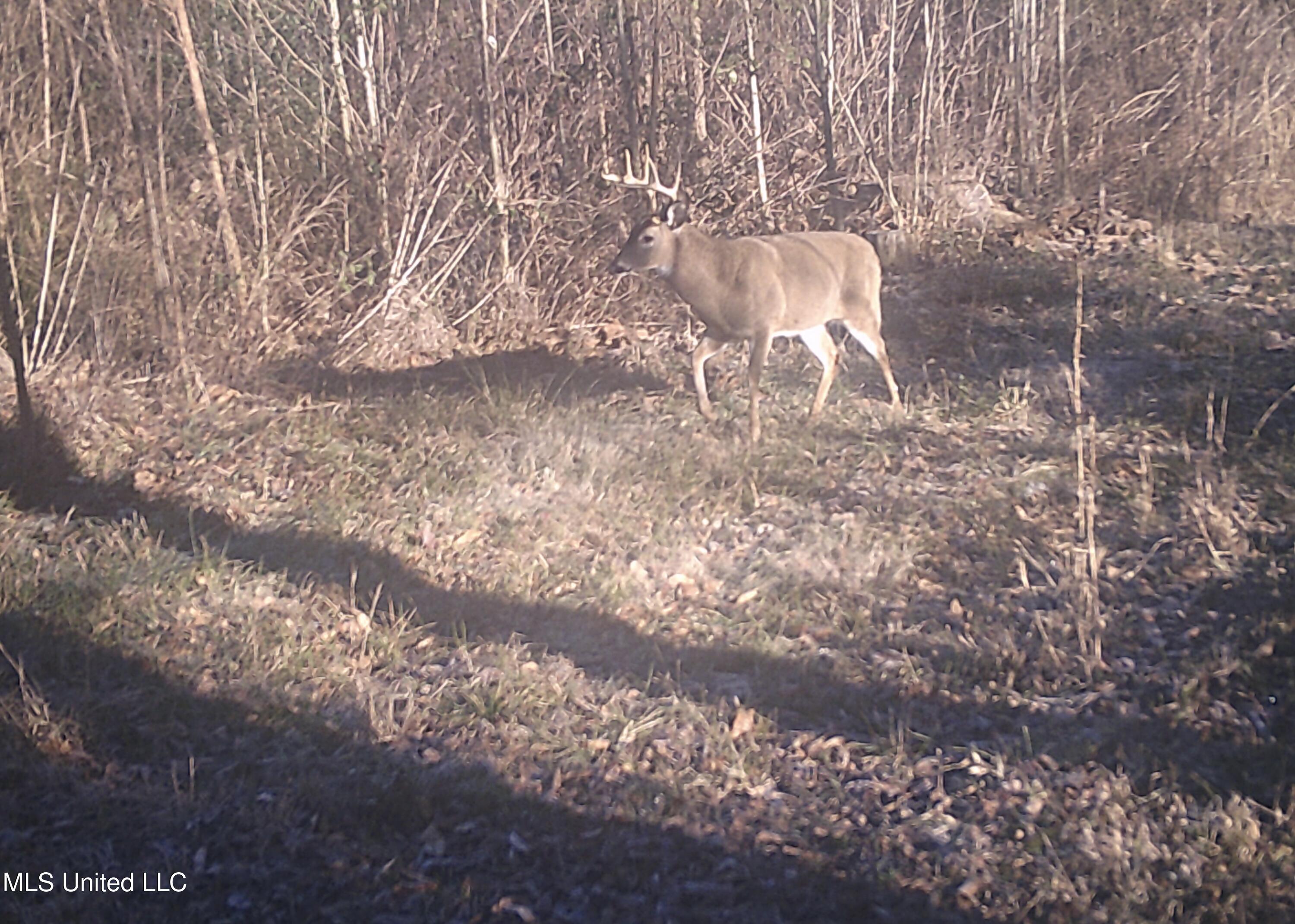 4101 Off County Road Sallis, MS 39160 - Photo 35 of 47 DSCF0445