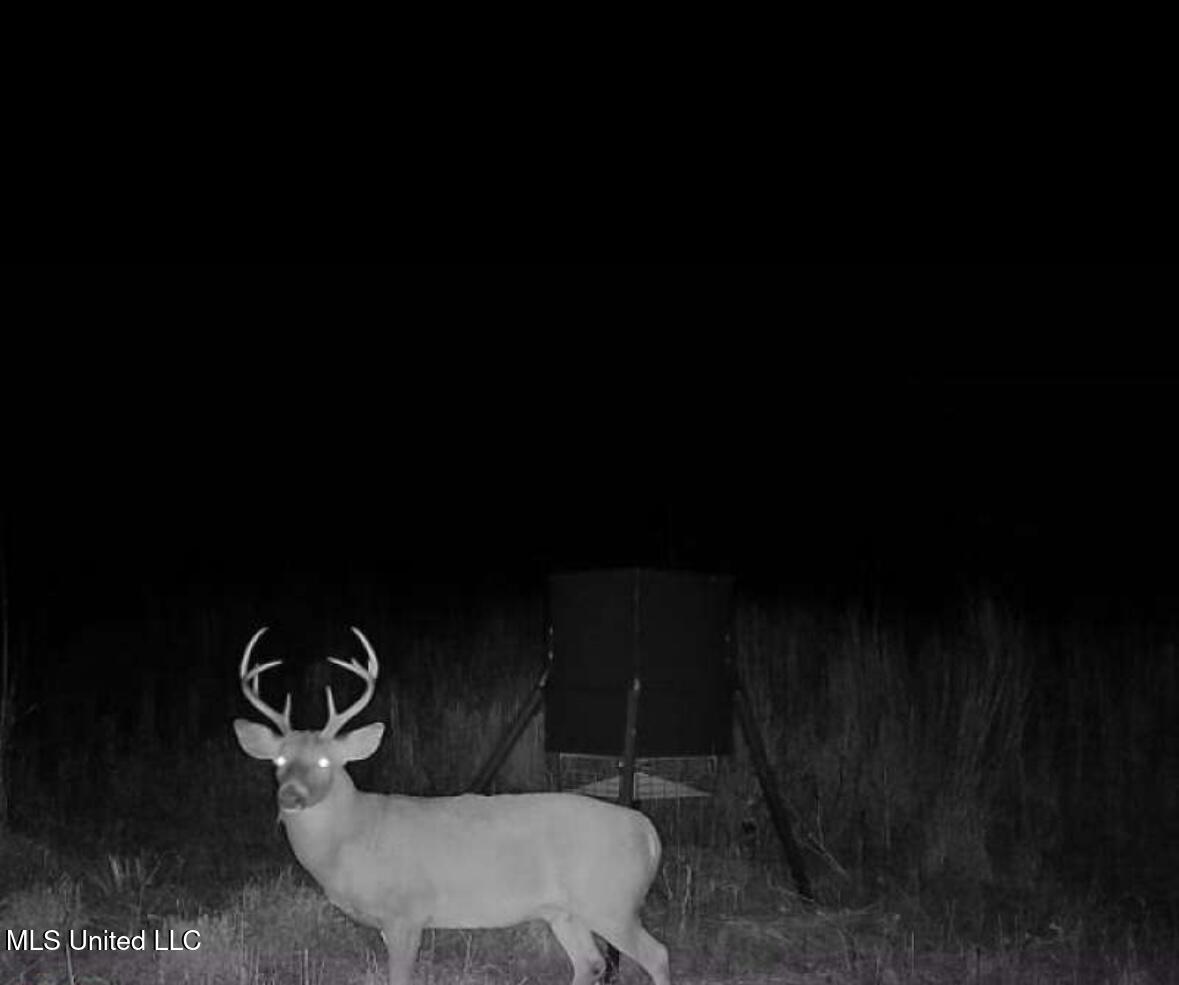 4101 Off County Road Sallis, MS 39160 - Photo 37 of 47 IMG_0195