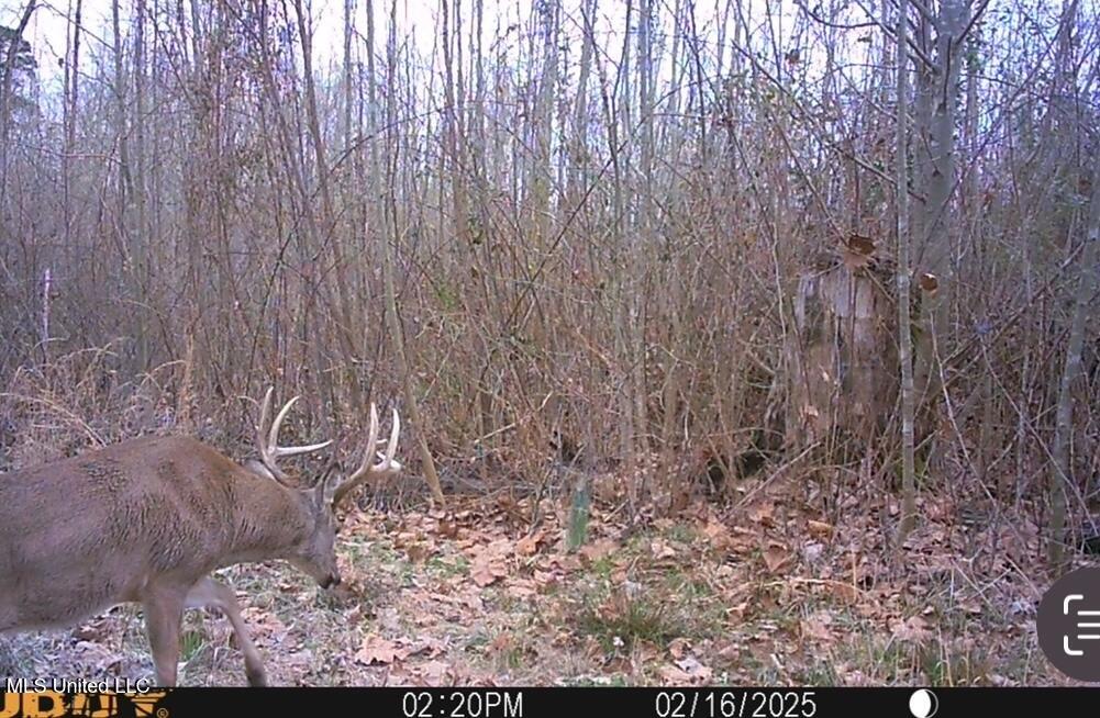 4101 Off County Road Sallis, MS 39160 - Photo 40 of 47 IMG_2309