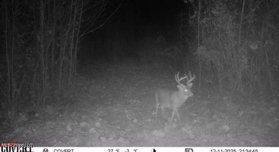 4101 Off County Road Sallis, MS 39160 - Photo 42 of 47 IMG_4292