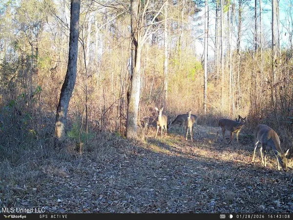 $199,500 | 4101 Off County Road, Sallis, MS 39160