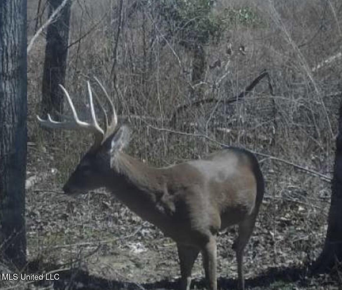 4101 Off County Road Sallis, MS 39160 - Photo 44 of 47 Screenshot 2022-03-10 at 11.39.31 AM
