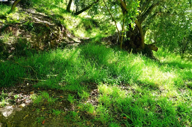 a view of a lush green forest