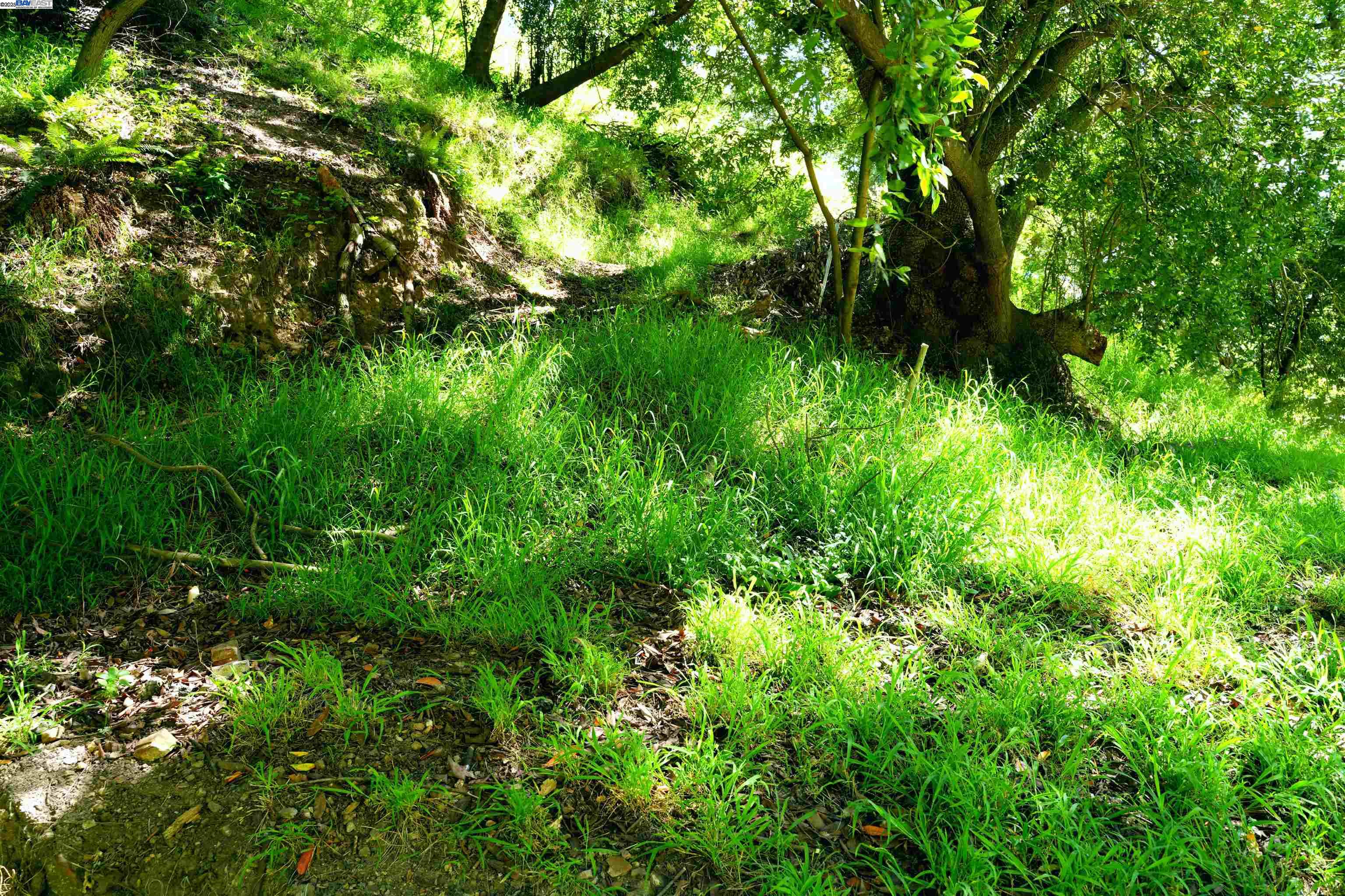0 Willowbank Court Oakland, CA 94611 - Photo 2 of 13 a view of a lush green forest