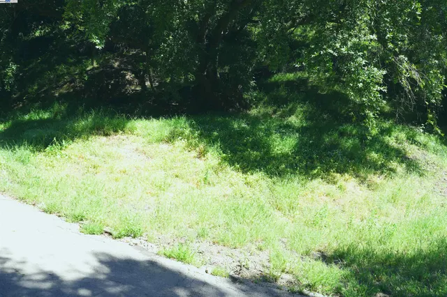 a view of a yard with plants and a bench