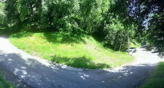 a view of a yard with plants and large trees
