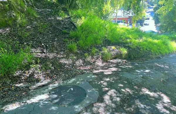 a picture of tree